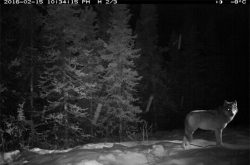 Gray wolf caught on camera in Denali National Park in Alaska.